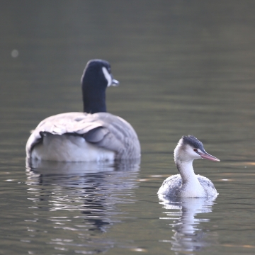 grebe huppe_20211118_b